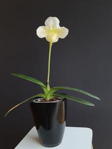 Paphiopedilum Puddleham