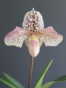 Paphiopedilum French Cancan