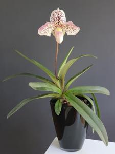 Paphiopedilum French Cancan