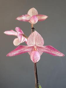 Paphiopedilum Delrosi