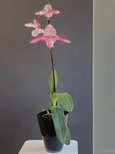 Paphiopedilum Delrosi