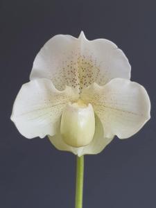Paphiopedilum Krull's Glacier