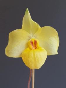 Paphiopedilum Golden Palace