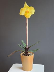 Paphiopedilum Golden Palace