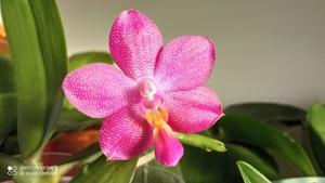 Phalaenopsis Ember