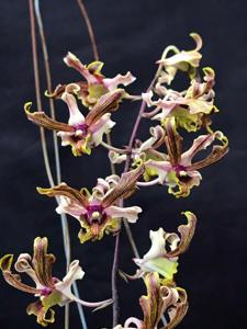 Dendrobium Jairak Fire Horn