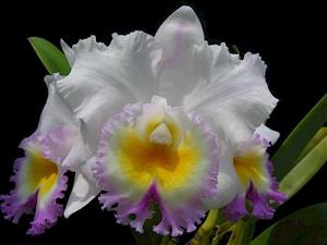 Rhyncholaeliocattleya California Girl