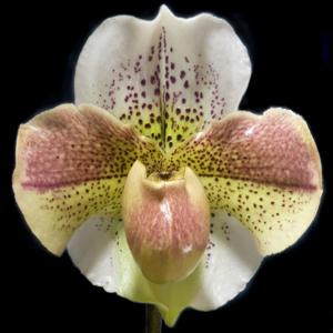 Paphiopedilum Lady Luck