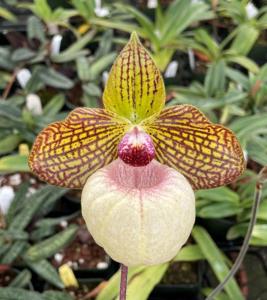 Paphiopedilum Fanaticum