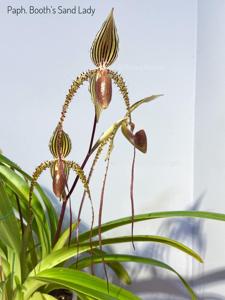 Paphiopedilum Booth's Sand Lady