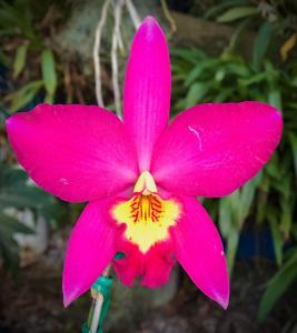 Laeliocattleya Dorothy Elliott