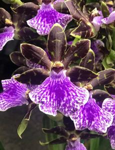 Zygopetalum Blue Blazes