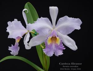 Cattleya Eleanor (1918)