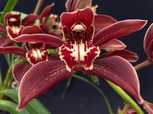 Cymbidium Pywacket