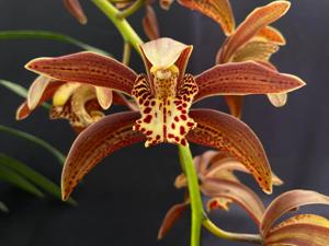 Cymbidium Pywacket