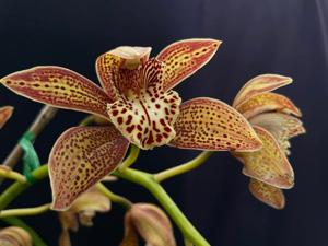 Cymbidium Pywacket