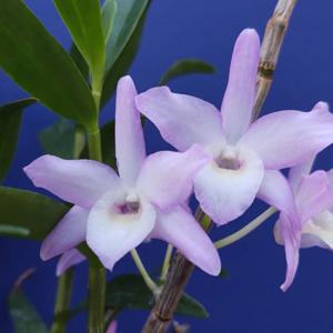 Dendrobium Nalene Bui