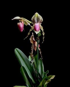 Paphiopedilum Stone Ground