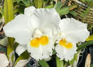 Cattleya Tiffin Bells