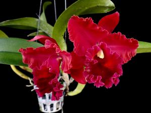 Rhyncholaeliocattleya Owen Holmes