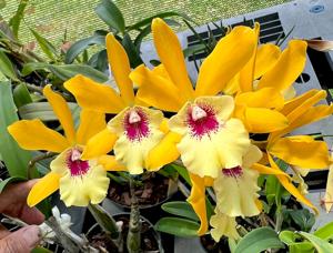 Enanthleya Jackie Bright