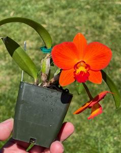 Cattleya Minibeau