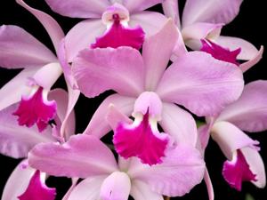 Cattleya Queen Yacine