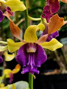 Dendrobium Sianne Velvet