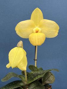 Paphiopedilum Todd Hasegawa