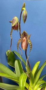 Paphiopedilum Shin-Yi Cinderella