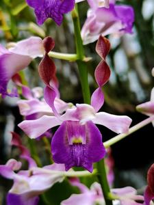 Dendrobium Lady Hochoy