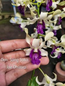 Dendrobium Sang Saka