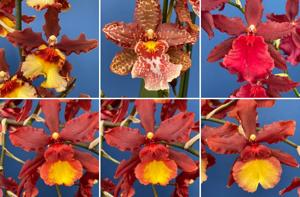 Oncidium Anand Savani