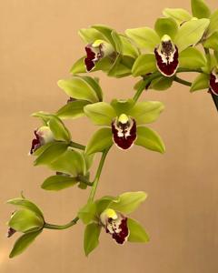 <i>Cymbidium</i> Alfredo Kraus
