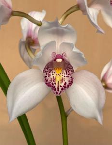 Cymbidium Garden Music