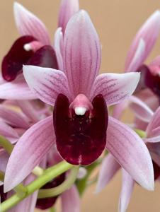 Cymbidium Gala Odyssey