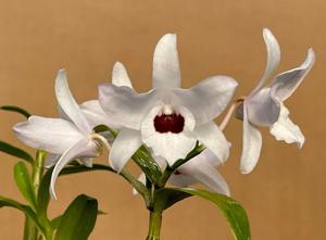 Dendrobium Nagasaki