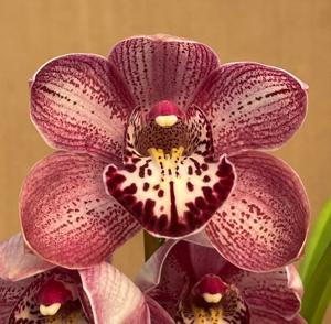 Cymbidium Duckitt Bicentennial