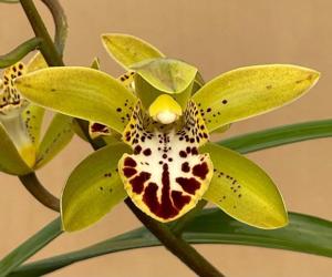 Cymbidium Patricia Lucy