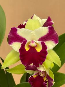 Rhyncholaeliocattleya Penny Helen