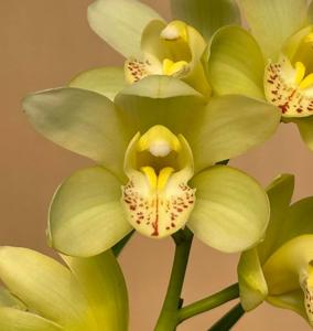 Cymbidium Mount Liberty