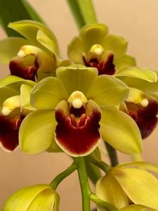 Cymbidium Pacific Sparkle