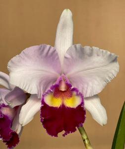 Rhyncholaeliocattleya First Class