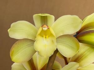 Cymbidium Yellow River-Vanguard