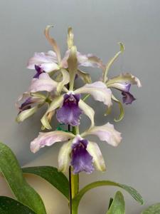 Cattleya Elegans (1879)