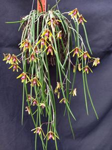 Dendrobium Tweetas