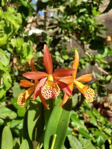 Brassocattleya Edna