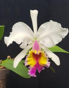 Cattleya Kienastiana