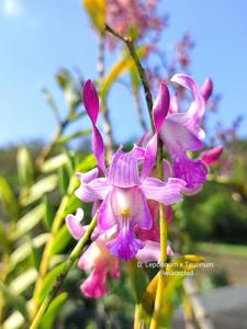 Dendrobium leporinum-taurinum