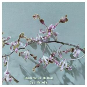 Dendrobium Bulbul